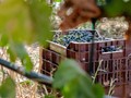 Τύρναβος: Μικρότερα τα καλάθια στον φετινό τρύγο